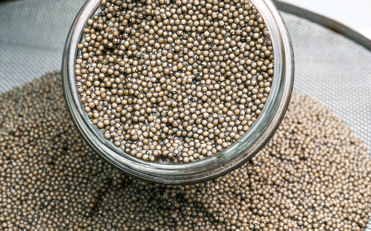 Sevruga Caviar